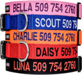 GoTags personalized embroidered dog collar