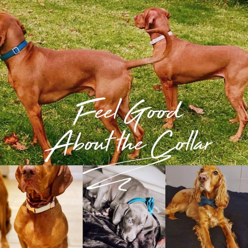 Velvet collar set colors
